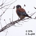 20Dec-CBC 691